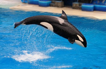seaworld