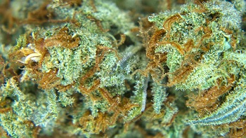 marijuana