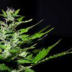 Marijuana Legalization for Pennsylvania