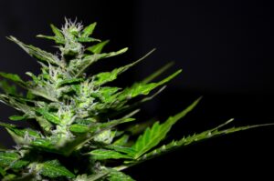 cannabis pensylvania medical marijuana